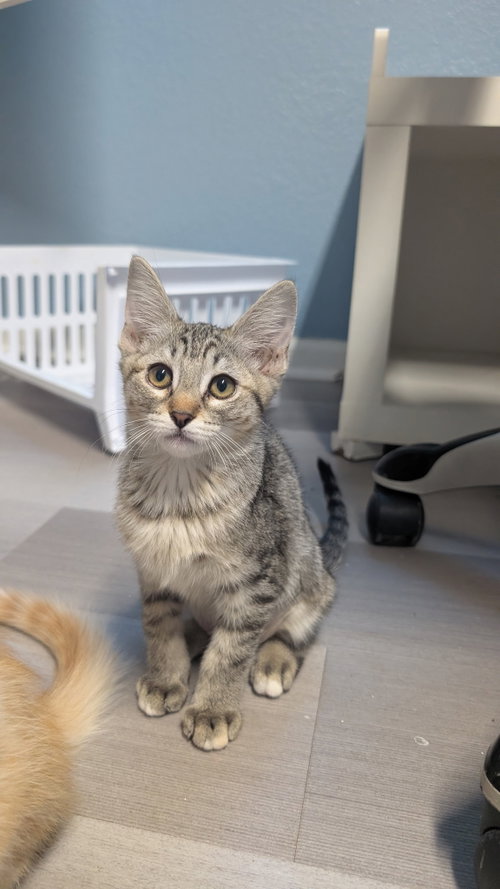 Daisy, Young Domestic Short Hair / Mixed (short coat), cat for adoption in Buckeye, Arizona