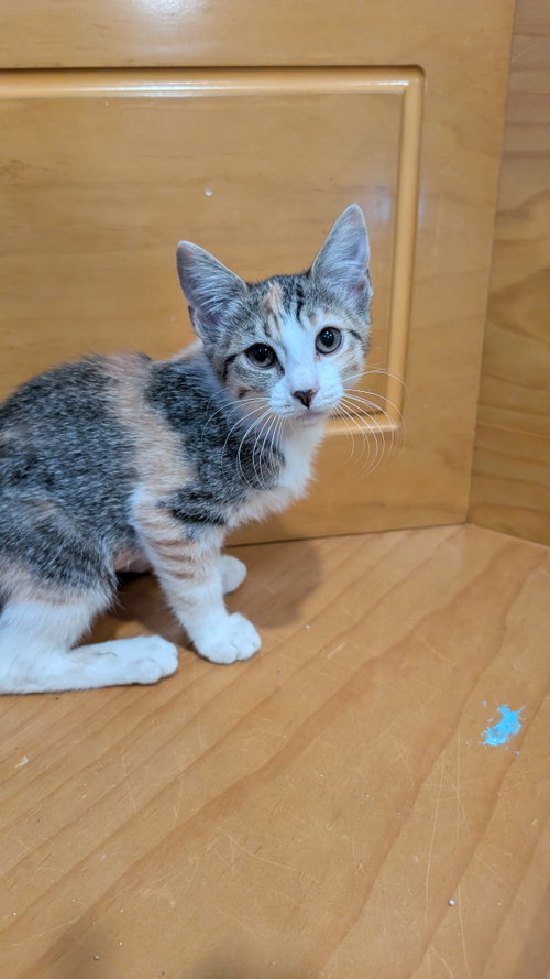 Posey, Young Domestic Short Hair / Mixed (short coat), cat for adoption in Buckeye, Arizona