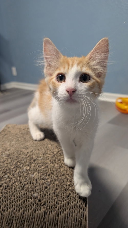 Ronnie aka Rocky, Young Domestic Medium Hair / Mixed (medium coat), cat for adoption in Buckeye, Arizona