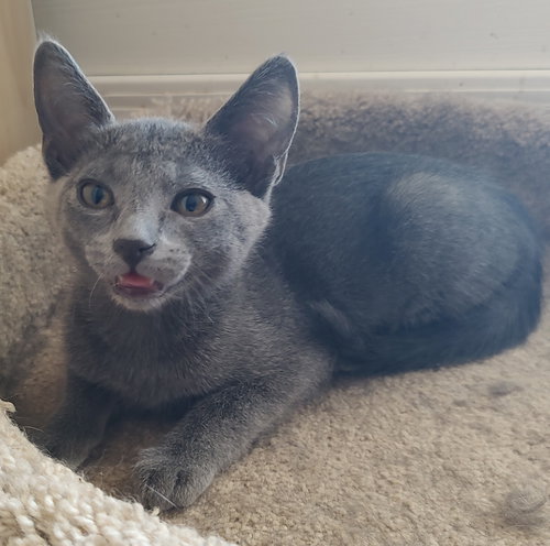 picture of the cat needing adoption