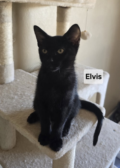 Elvis
