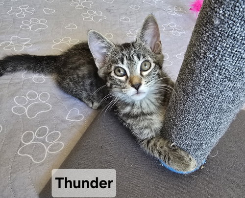 Thunder