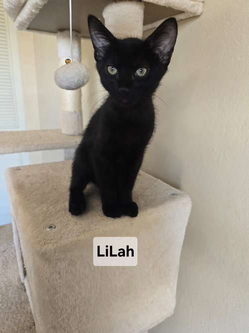 Lilah