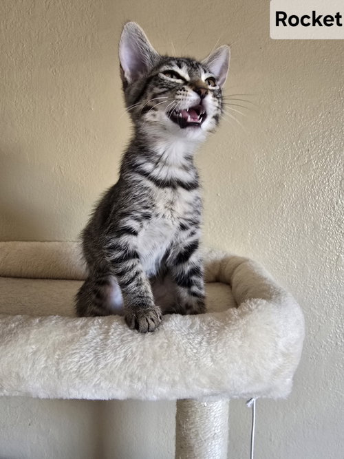 Rocket