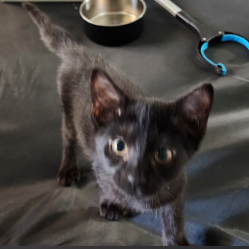 Simon