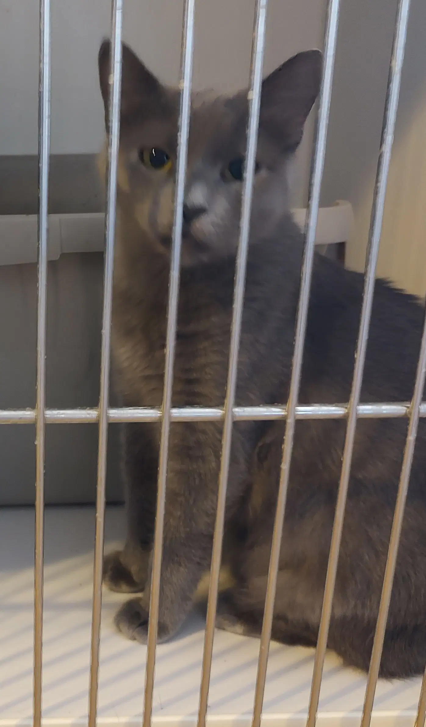 Betty - Domestic Short Hair