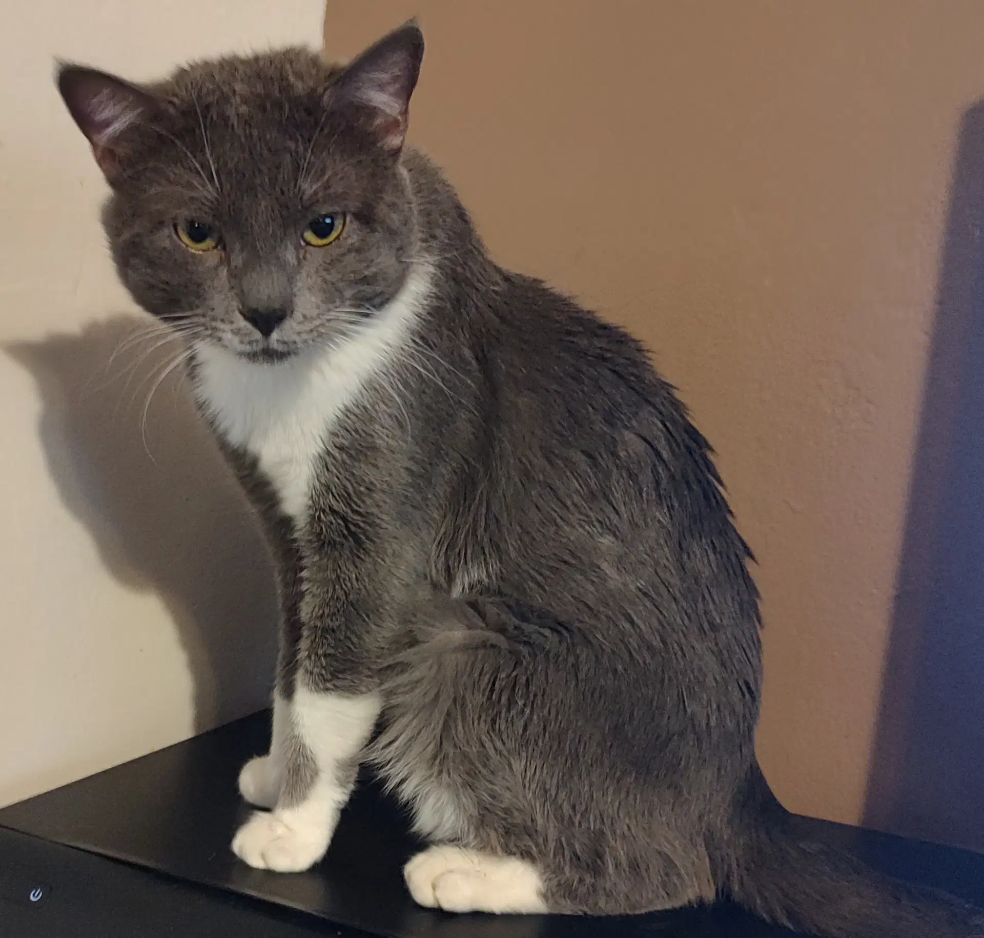 Beans - Domestic Short Hair