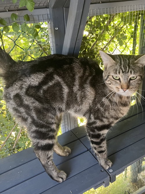 Lilly, an adoptable Domestic Short Hair in No Physical Shelter, AZ