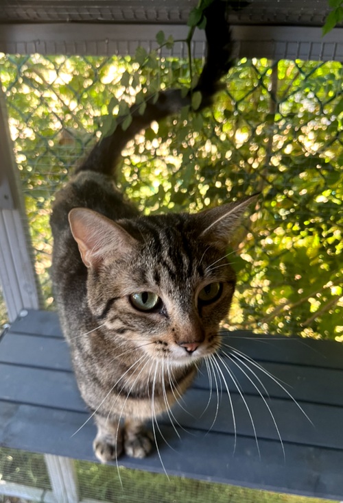 Sasha, an adoptable Domestic Short Hair in No Physical Shelter, AZ