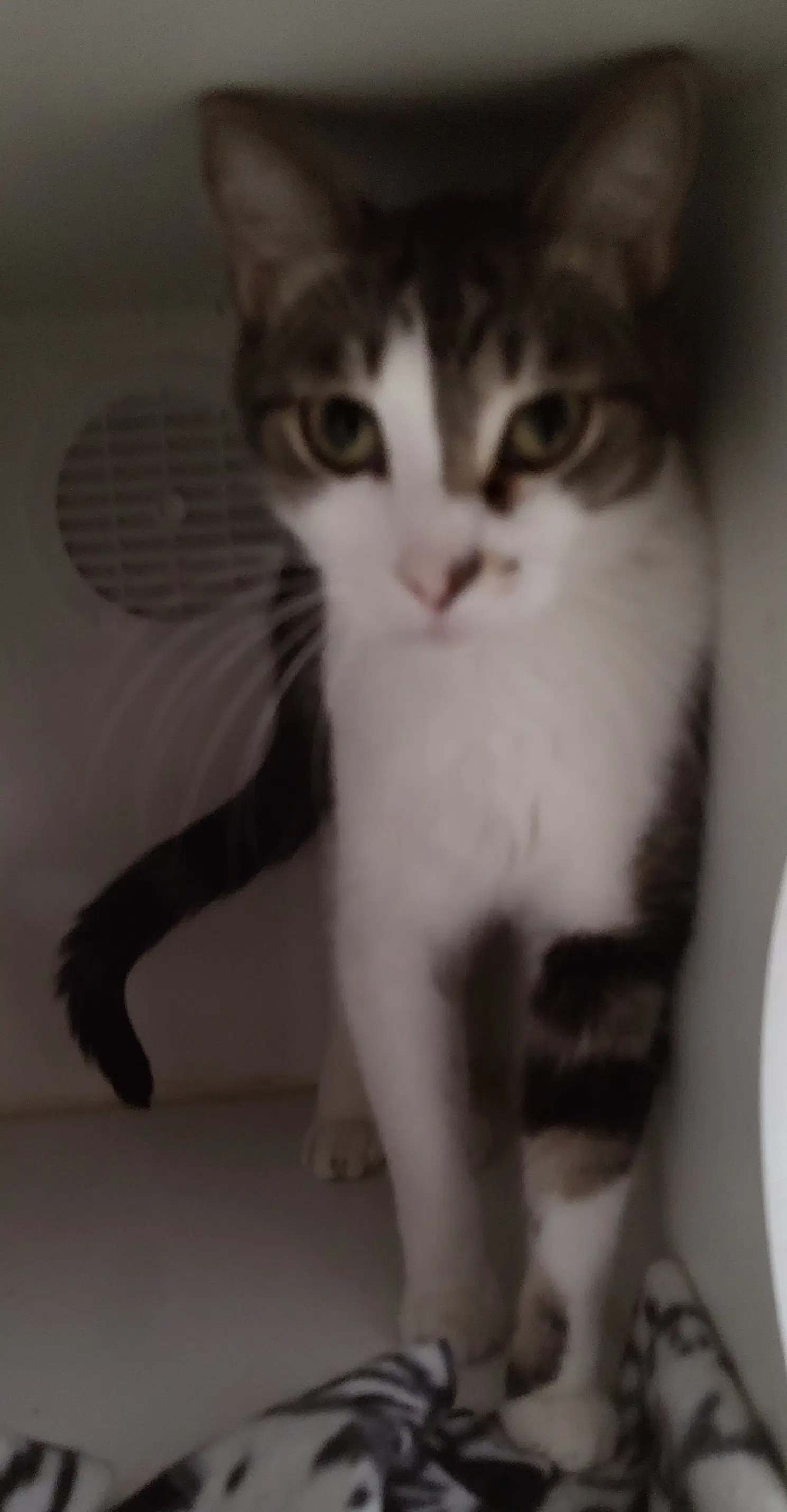 Thane - Domestic Short Hair