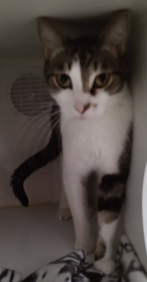 Thane, an adoptable Domestic Short Hair in No Physical Shelter, AZ