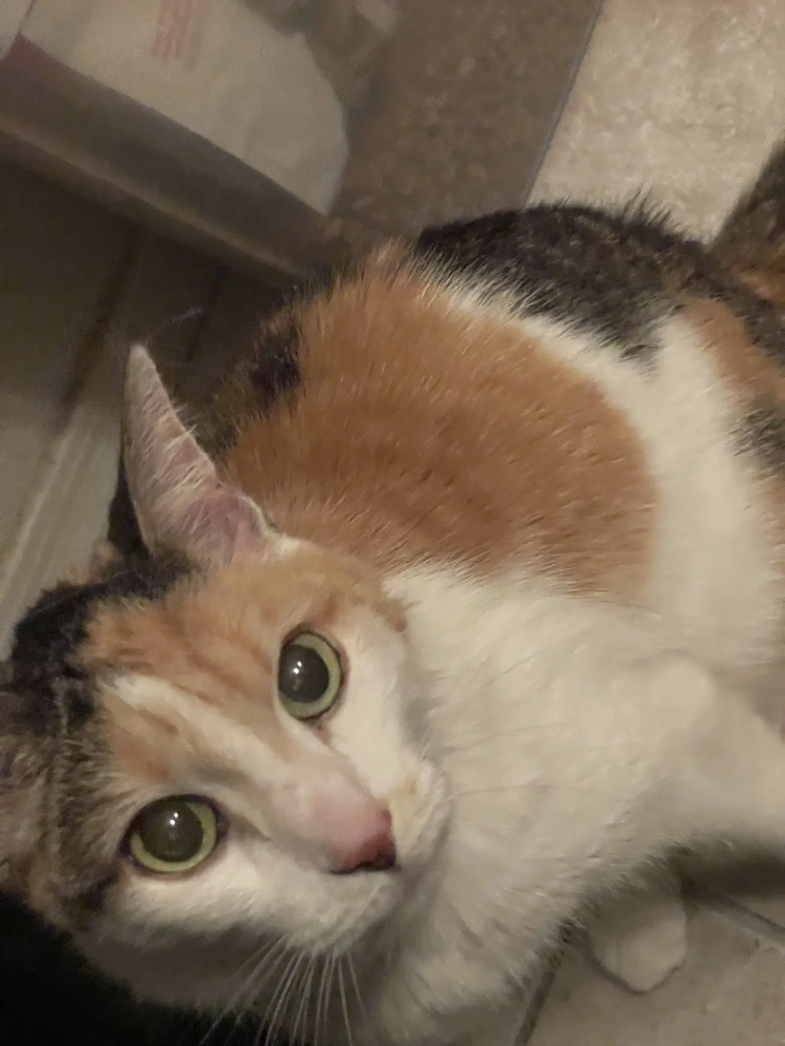 Tina P - Rosie - Domestic Short Hair