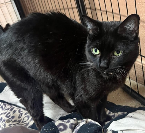 Justine, an adoptable Domestic Short Hair in No Physical Shelter, AZ