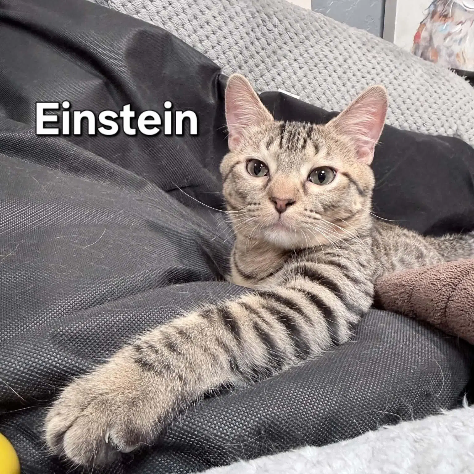 Einstein - Domestic Short Hair