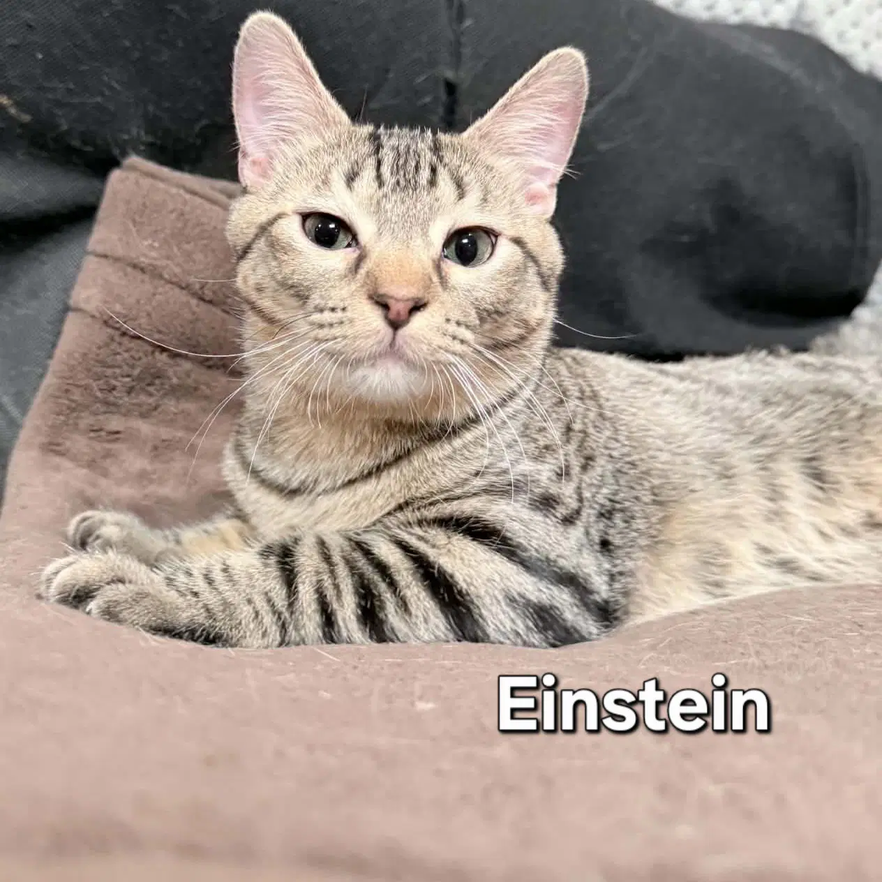 Einstein image 2