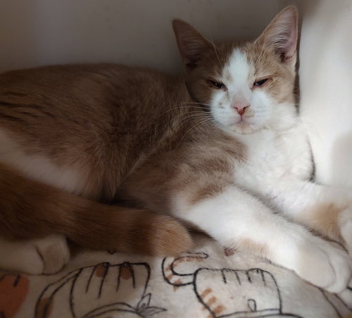 Georgia, an adoptable Domestic Short Hair in No Physical Shelter, AZ