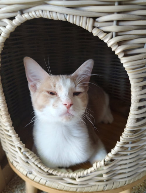 Georgia, a cat for adoption from Living The Dream Rescue