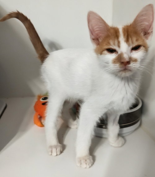 Beau, an adoptable Domestic Short Hair in No Physical Shelter, AZ
