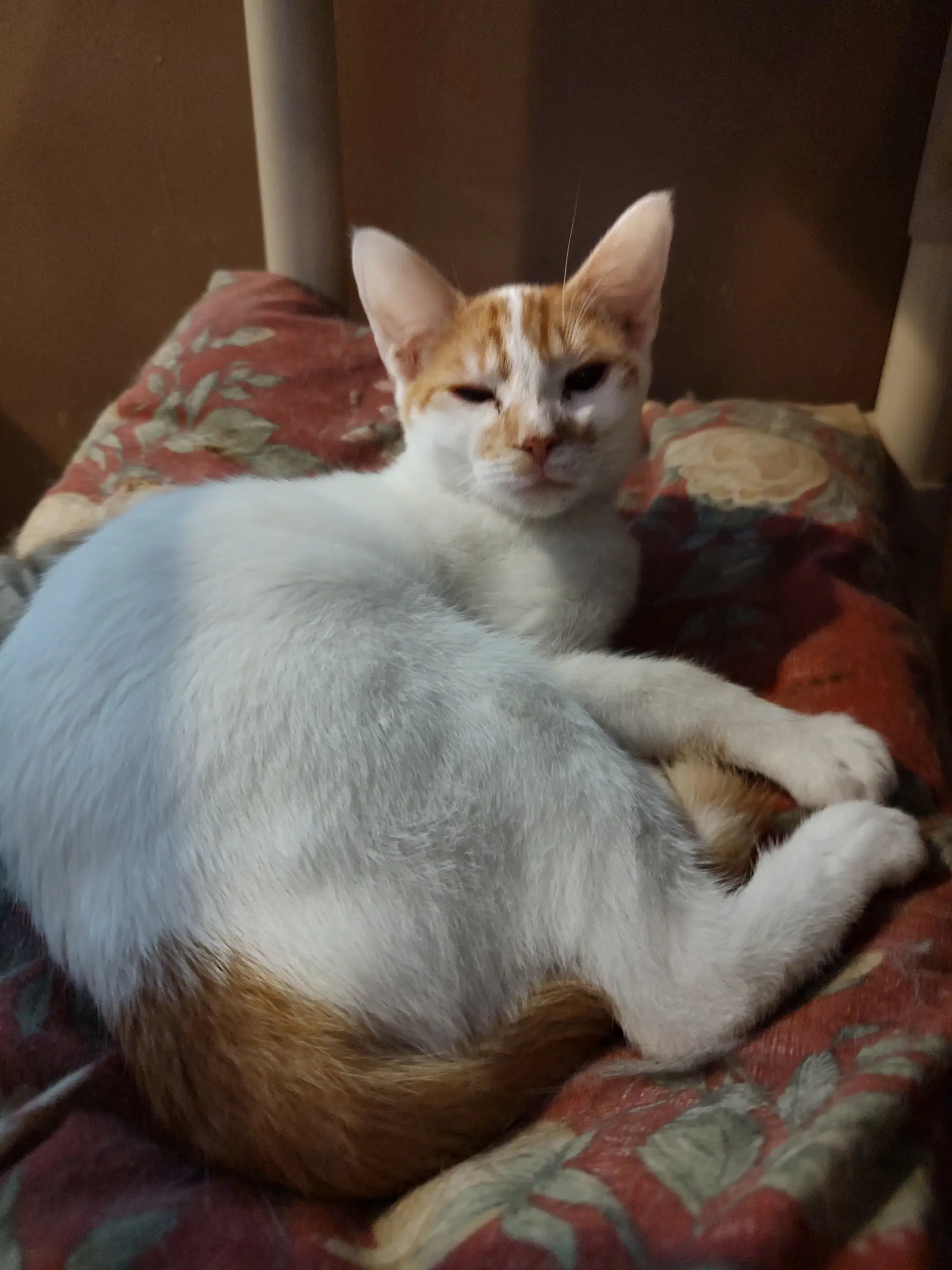 Beau - Domestic Short Hair