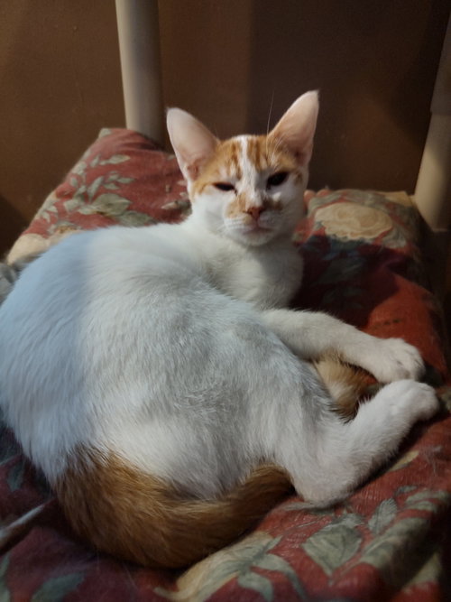picture of the cat needing adoption