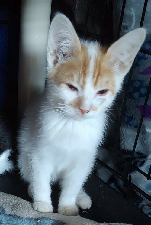 Homer, an adoptable Domestic Short Hair in No Physical Shelter, AZ
