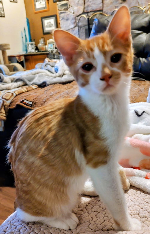 Homer, Young Domestic Short Hair / Mixed (short coat), cat for adoption in Buckeye, Arizona