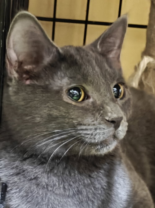 Maxantarius, Young Domestic Short Hair / Mixed (short coat), cat for adoption in Buckeye, Arizona