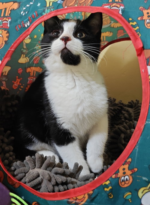 Serel, Young Domestic Short Hair / Mixed (short coat), cat for adoption in Tempe, Arizona