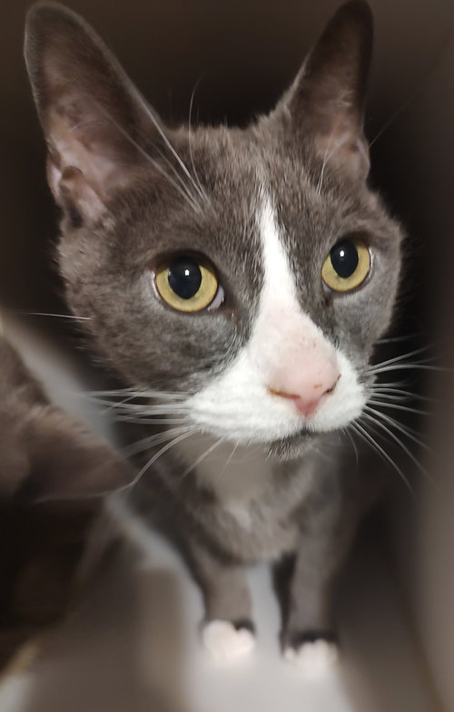 Coco, Adult Domestic Short Hair / Mixed (short coat), cat for adoption in Apache Junction, Arizona