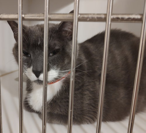 Carlo, Adult Domestic Short Hair / Mixed (short coat), cat for adoption in Apache Junction, Arizona