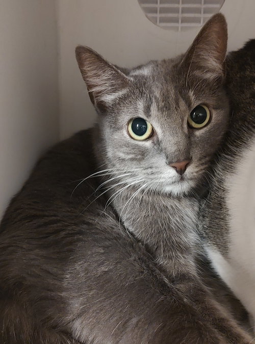 Layla, Adult Domestic Short Hair / Mixed (short coat), cat for adoption in Apache Junction, Arizona