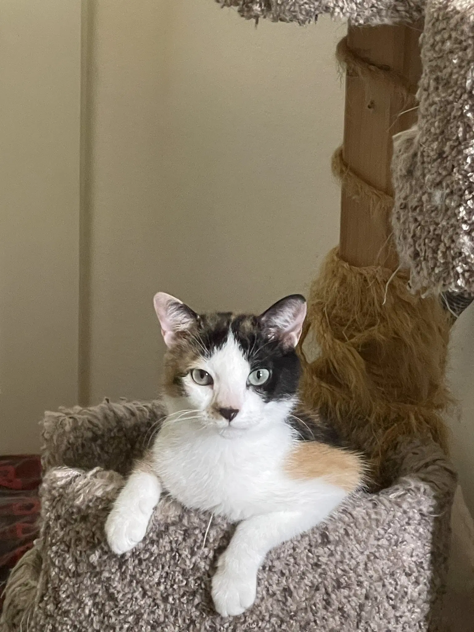 Tina P - Annabelle - Domestic Medium Hair