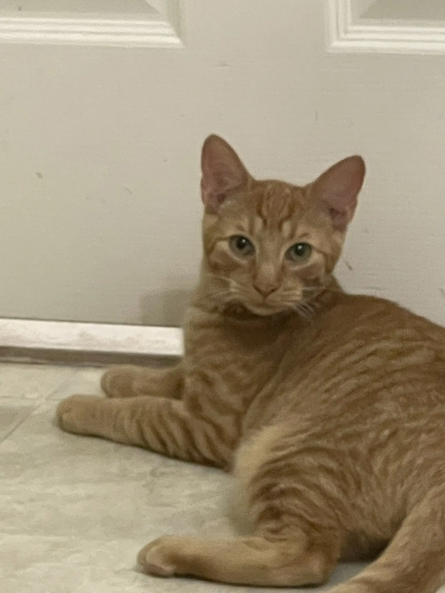 Tina P - Orion - Domestic Short Hair