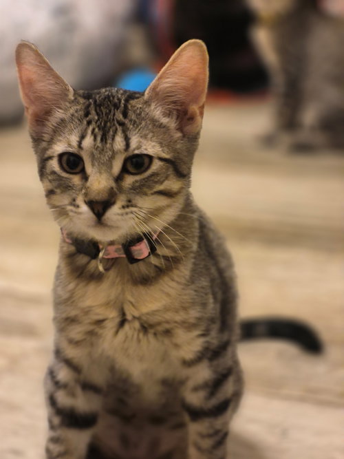 Paisley