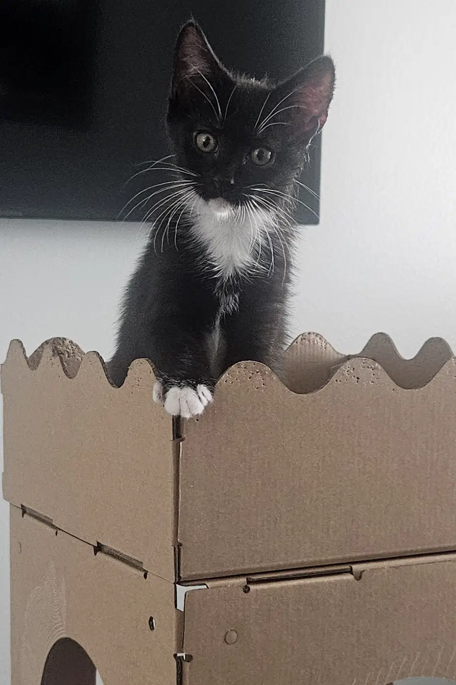 Phyllis - Domestic Medium Hair