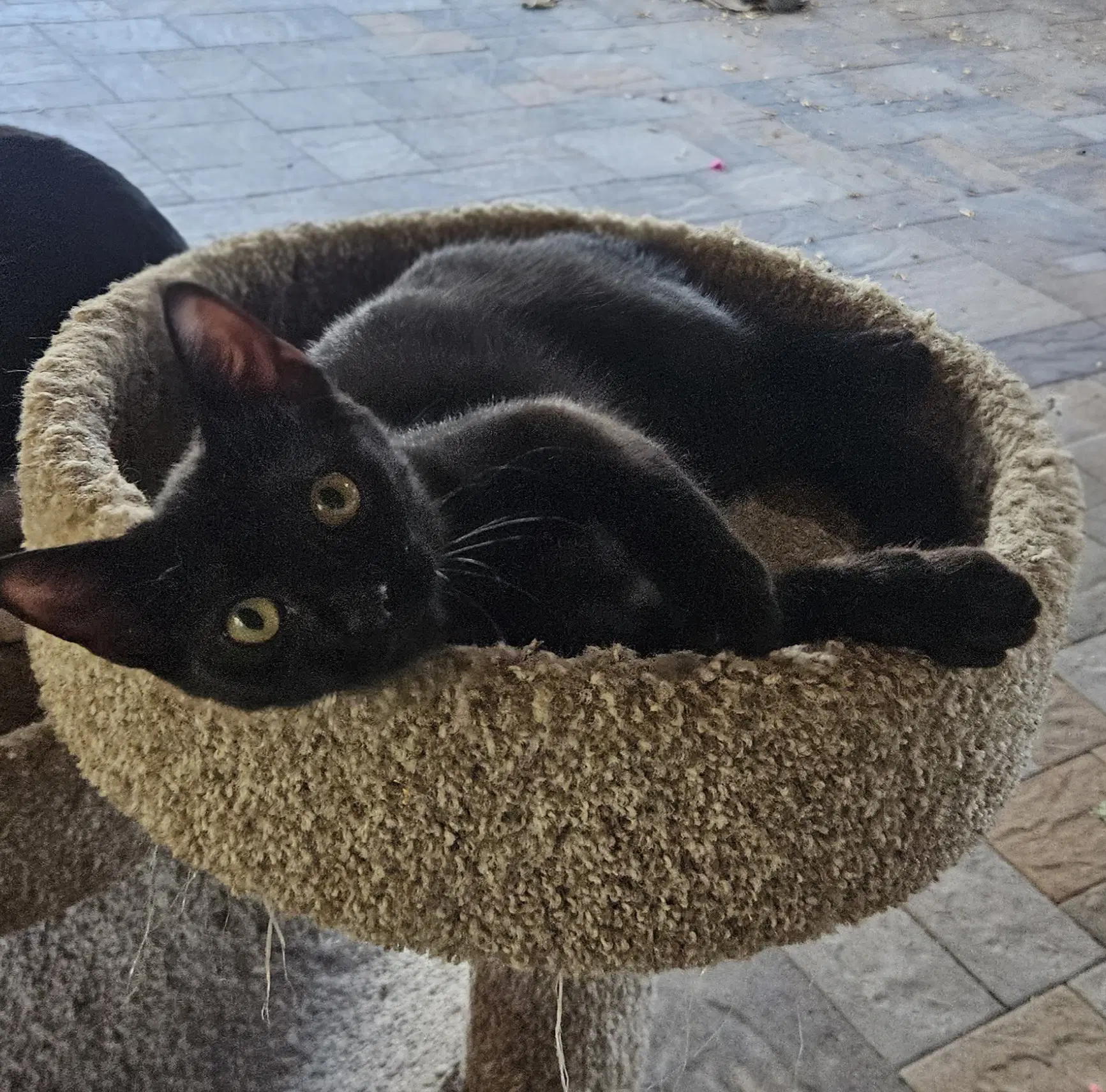 Chaz - Domestic Medium Hair