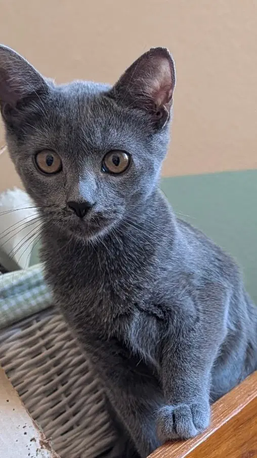 Bluebell - Domestic Short Hair