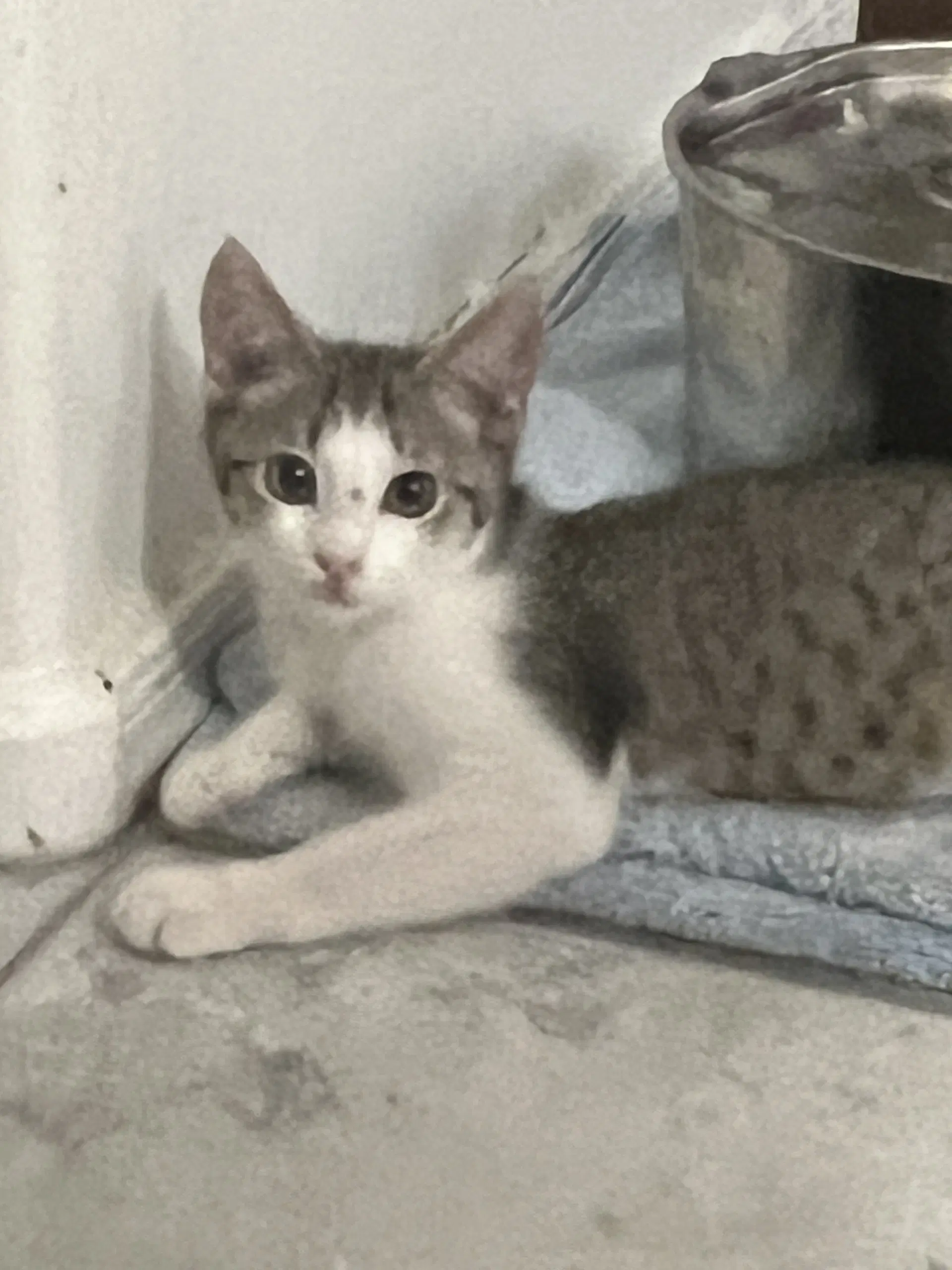 Jerome - Domestic Short Hair