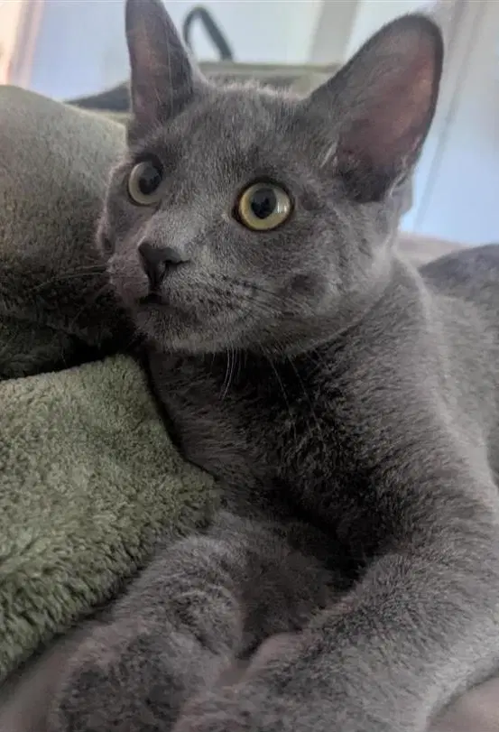 Lola - Domestic Short Hair