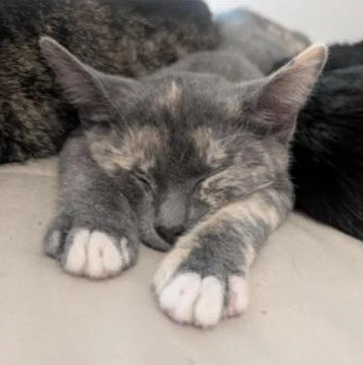 Biscuits