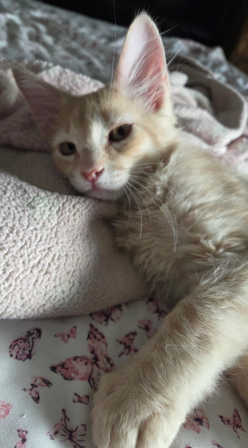 Phineas, an adoptable Domestic Medium Hair in No Physical Shelter, AZ