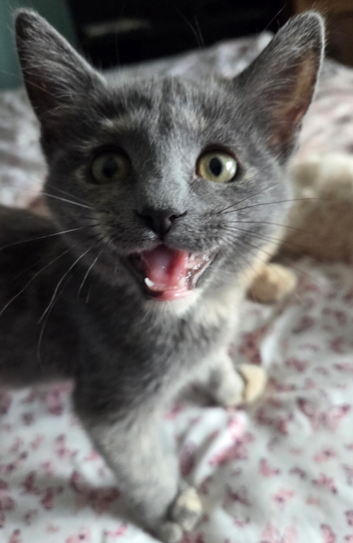 Cinder, an adoptable Domestic Medium Hair in No Physical Shelter, AZ