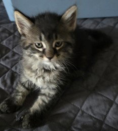 Precious, an adoptable Domestic Medium Hair in No Physical Shelter, AZ