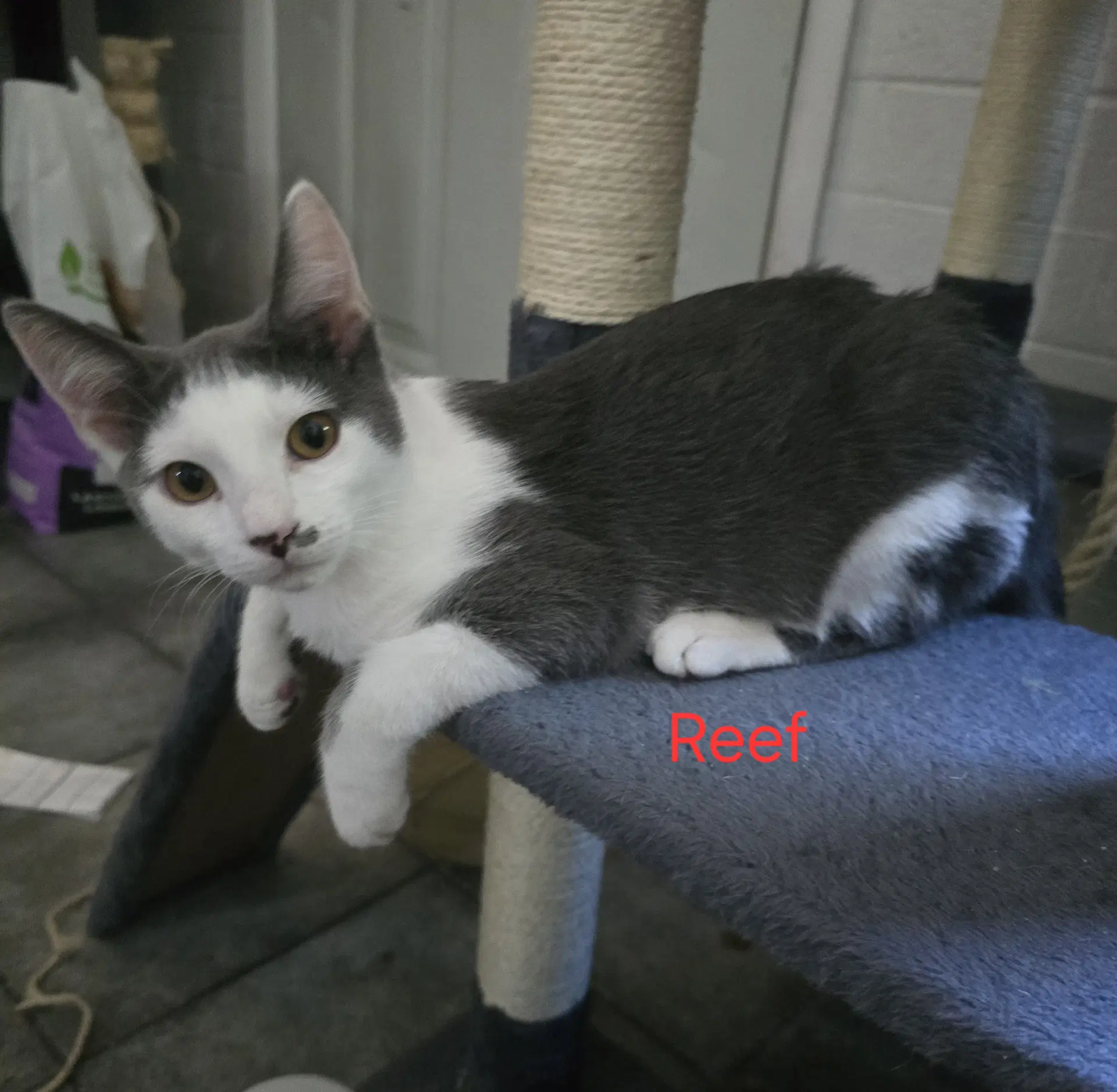 Reef - Domestic Short Hair