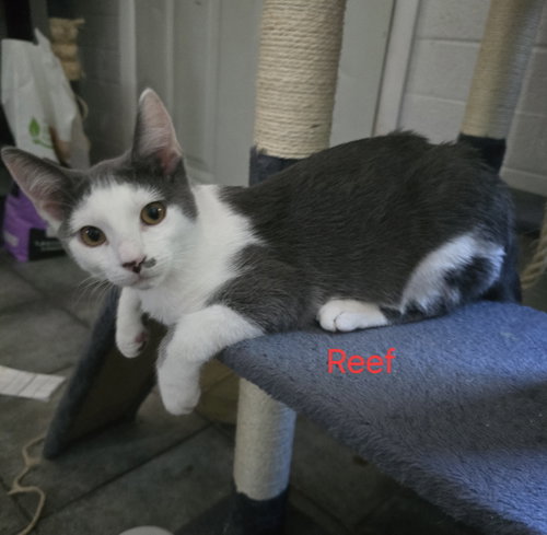 Reef, a cat for adoption from Living The Dream Rescue
