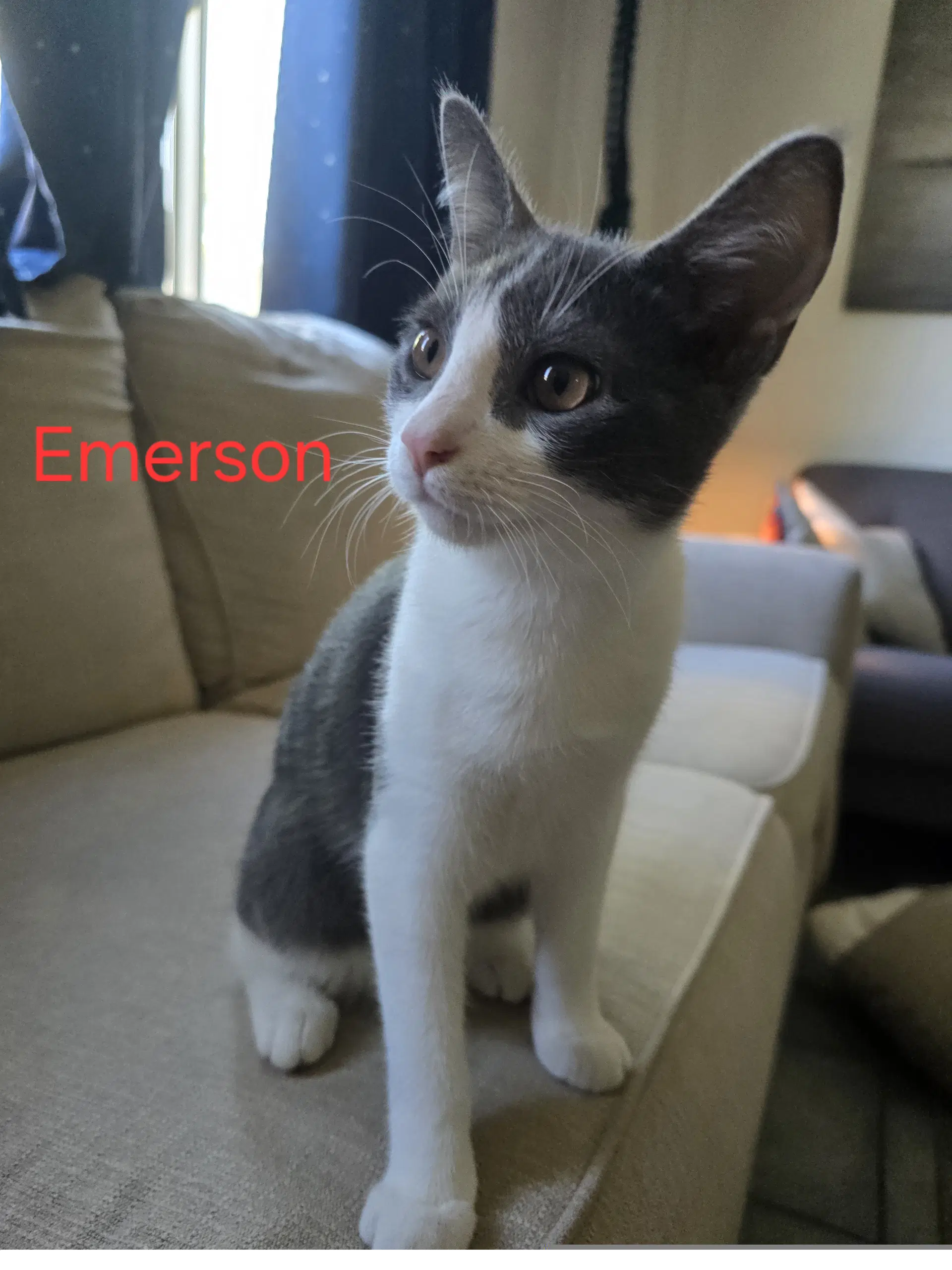 Spaz Aka Emerson image 1