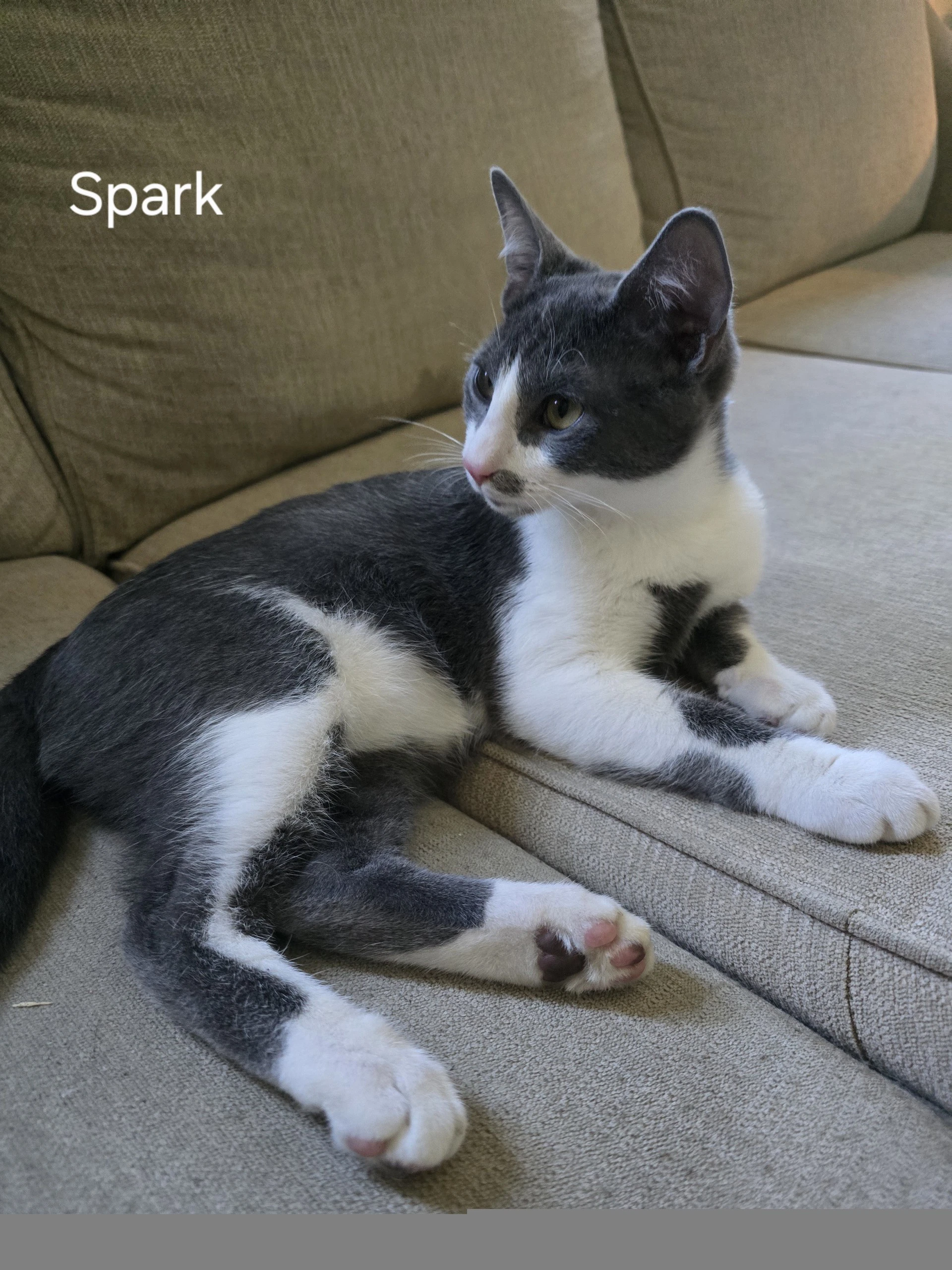 Spark