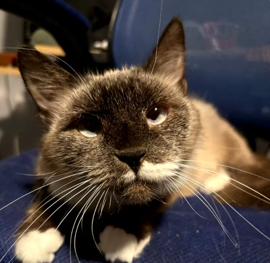 Kahlua - Siamese