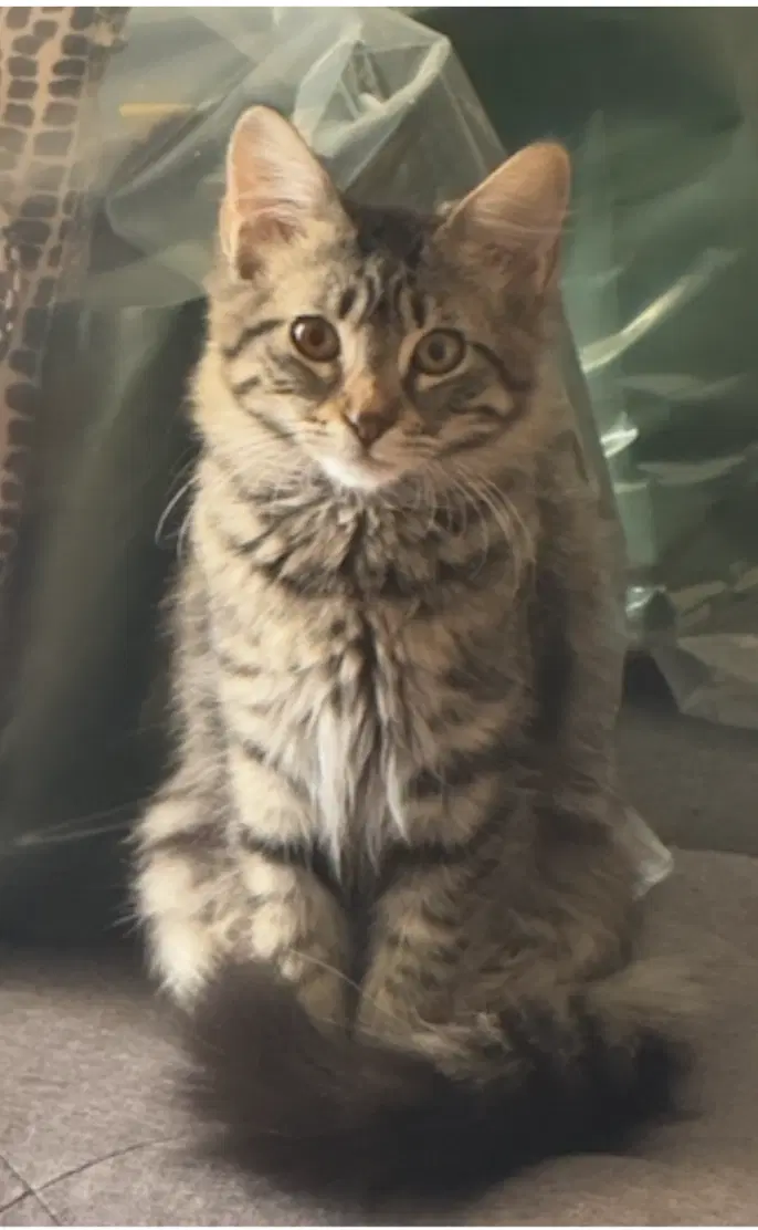 Cider - Domestic Short Hair
