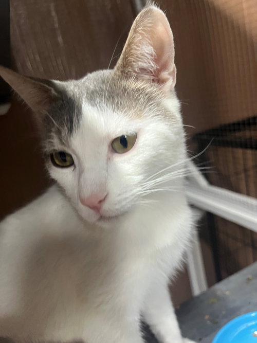 Nova, an adoptable Domestic Short Hair in No Physical Shelter, AZ